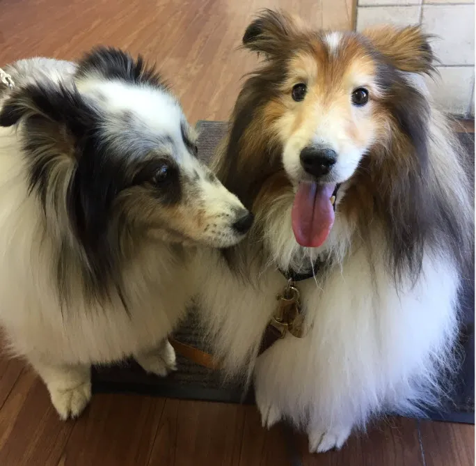 Platz Animal Hospital Picture 4