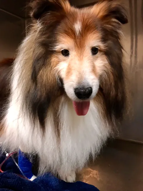 Platz Animal Hospital Picture 10