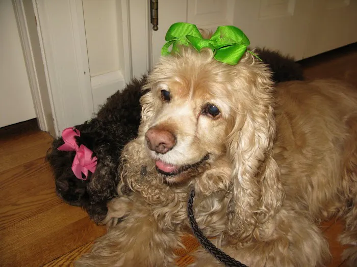 Platz Animal Hospital Picture 9