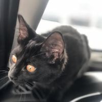 Harvey Animal Hospital ico