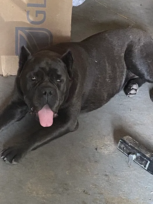 Harvey Animal Hospital Picture 4