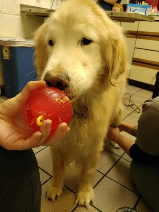 Harvey Animal Hospital Picture 6