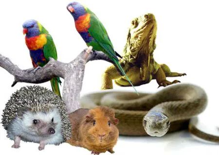 Harvey Animal Hospital Picture 9