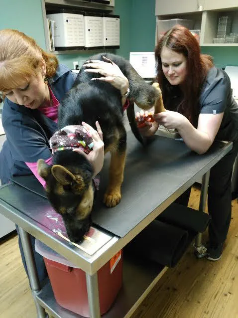 Harvey Animal Hospital Picture 8