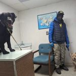Francis Animal Hospital
