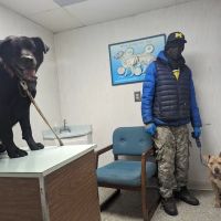 Francis Animal Hospital ico