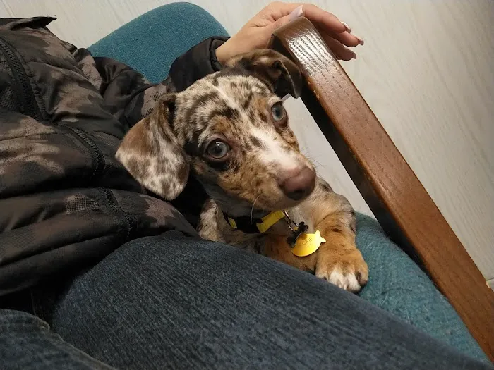 Francis Animal Hospital Picture 4