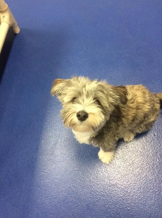 La Fond Veterinary Hospital Picture 10