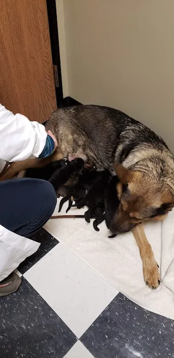 Little Friends of Ferndale Veterinary Care Picture 1
