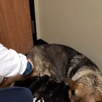 Little Friends of Ferndale Veterinary Care ico
