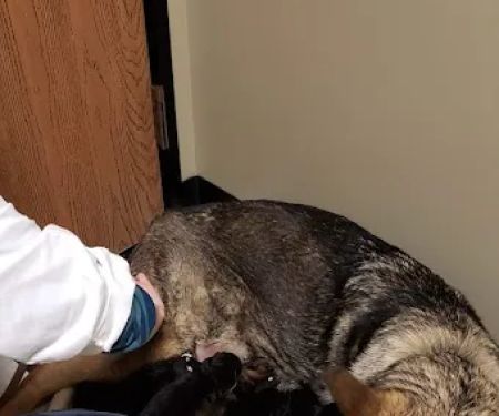 Little Friends of Ferndale Veterinary Care