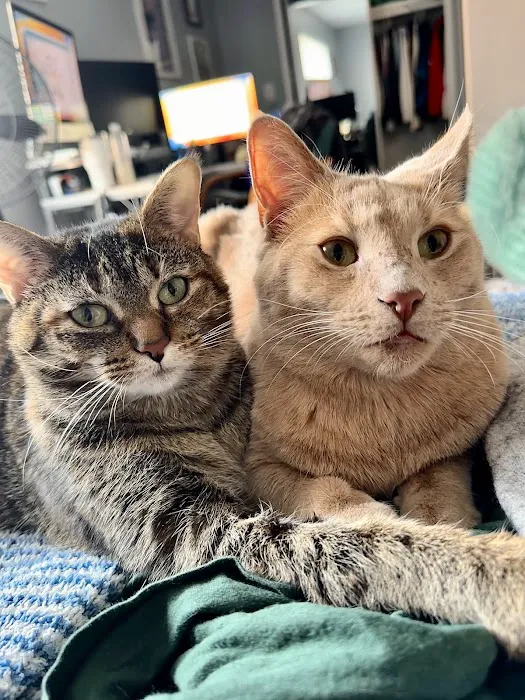 Little Friends of Ferndale Veterinary Care Picture 5