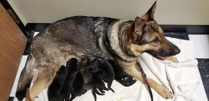 Little Friends of Ferndale Veterinary Care Picture 10