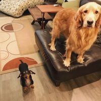 VCA Murphy Road Animal Hospital ico