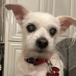 Nashville Veterinary Specialists + Animal Emergency