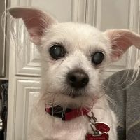 Nashville Veterinary Specialists + Animal Emergency ico