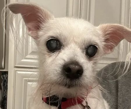 Nashville Veterinary Specialists + Animal Emergency