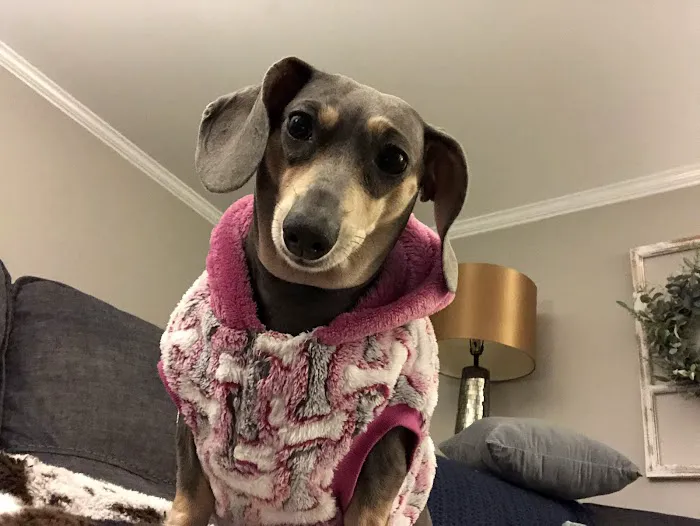 Nashville Veterinary Specialists + Animal Emergency Picture 4