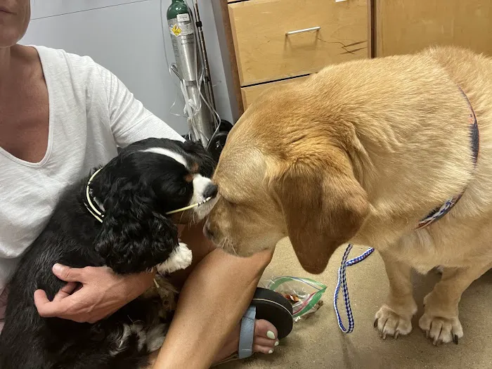 Nashville Veterinary Specialists + Animal Emergency Picture 8