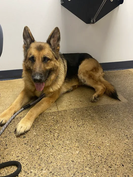 Nashville Veterinary Specialists + Animal Emergency Picture 7