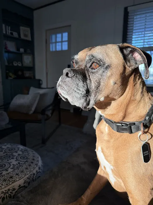 Nashville Veterinary Specialists + Animal Emergency Picture 10
