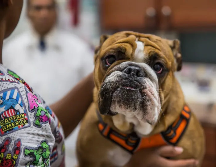Caudle Veterinary Clinic Picture 6