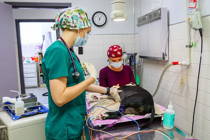 Mobley Veterinary Clinic Picture 9