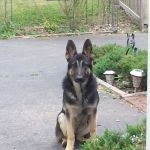 Donelson Animal Hospital, LLC
