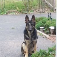 Donelson Animal Hospital, LLC ico