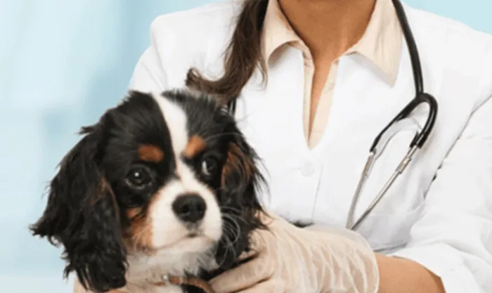 Donelson Animal Hospital, LLC Picture 3