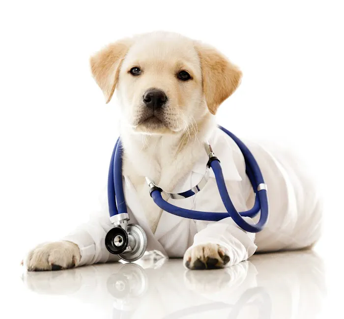 Donelson Animal Hospital, LLC Picture 7
