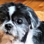 Nashville Veterinary Dermatology / Animal Dermatology Clinic