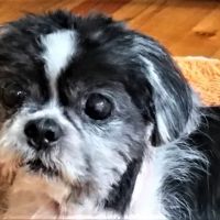 Nashville Veterinary Dermatology / Animal Dermatology Clinic ico