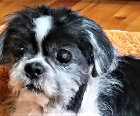 Nashville Veterinary Dermatology / Animal Dermatology Clinic