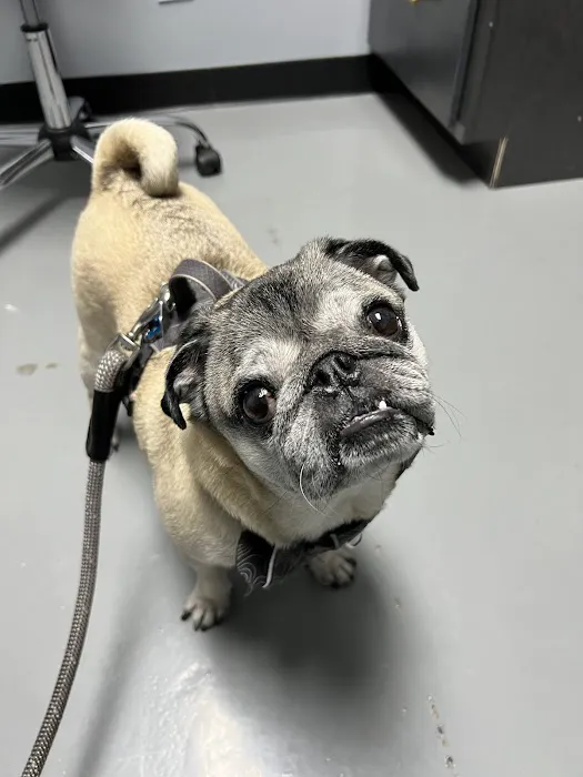 Your Pet Dentist Picture 4
