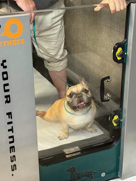 Canine Rehabilitation of Nashville Picture 3