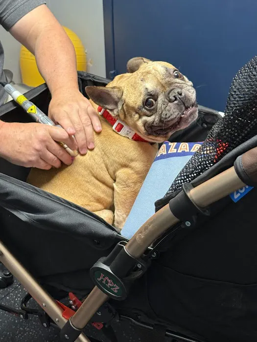 Canine Rehabilitation of Nashville Picture 2