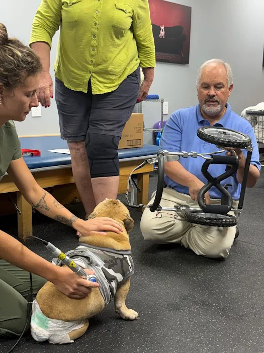 Canine Rehabilitation of Nashville Picture 6