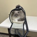Hillsboro Animal Hospital