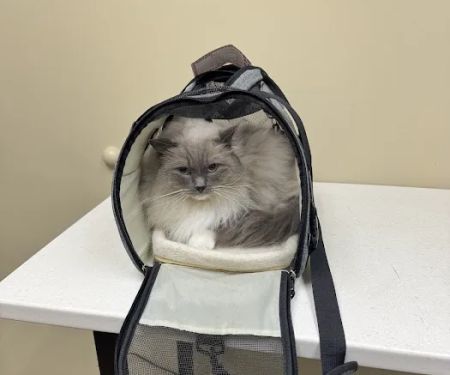 Hillsboro Animal Hospital