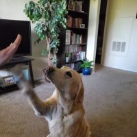 Banfield Pet Hospital ico