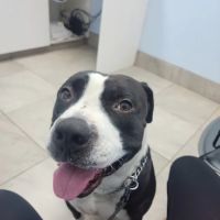 Noe's Ark Animal Hospital ico