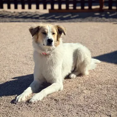 Noe's Ark Animal Hospital Picture 4