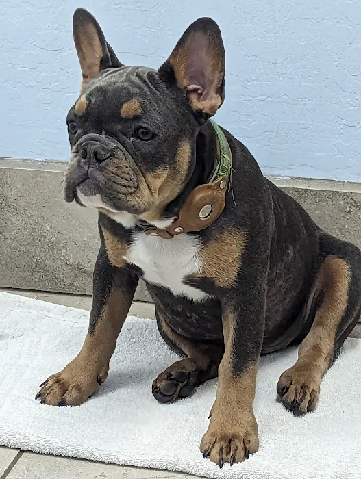 Noe's Ark Animal Hospital Picture 9