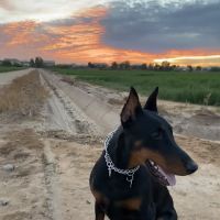 Aztec Animal Hospital ico