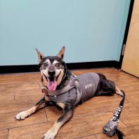 Hayden Road Animal Hospital ico