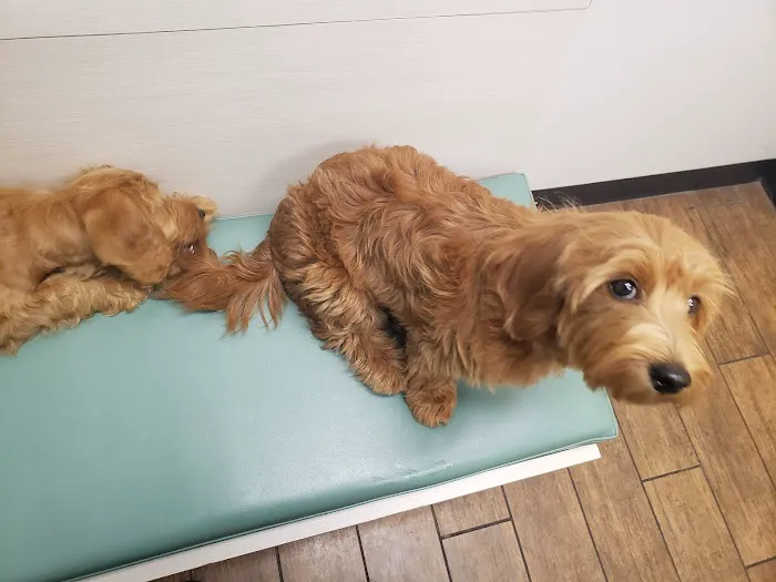 Hayden Road Animal Hospital Picture 5