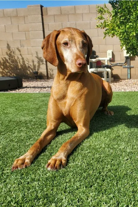 Hayden Road Animal Hospital Picture 10