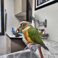 Avian & Exotic Animal Clinic ico