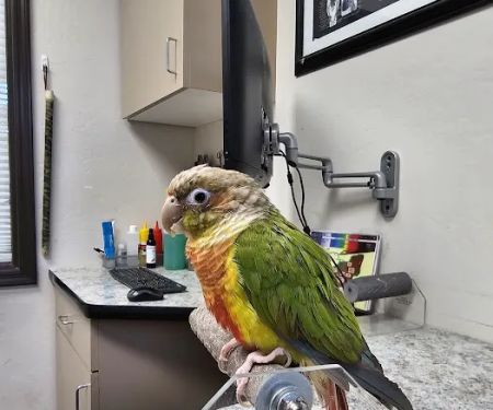 Avian & Exotic Animal Clinic